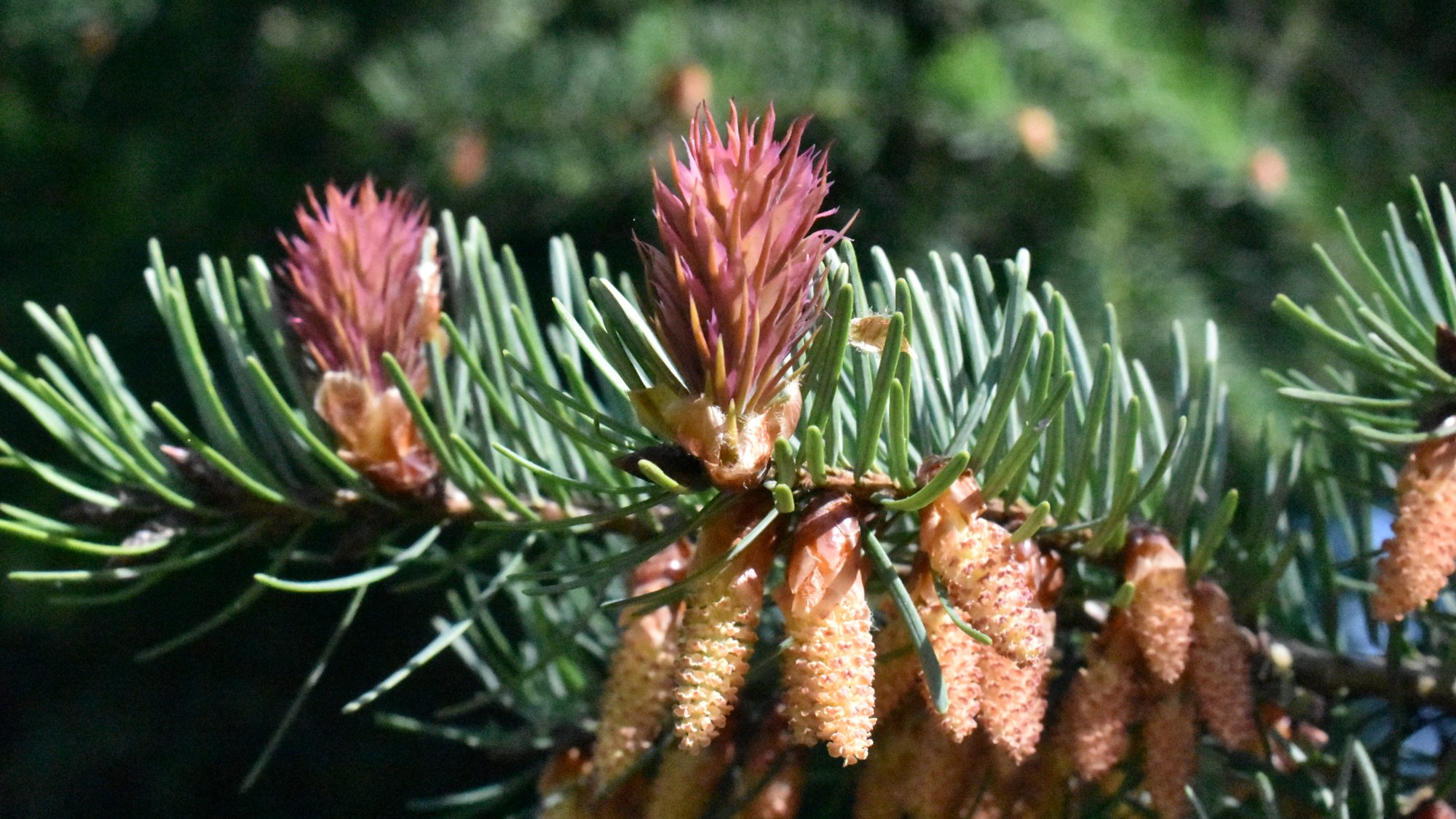 Spiky seed cone and pollen cones of conifer. 
