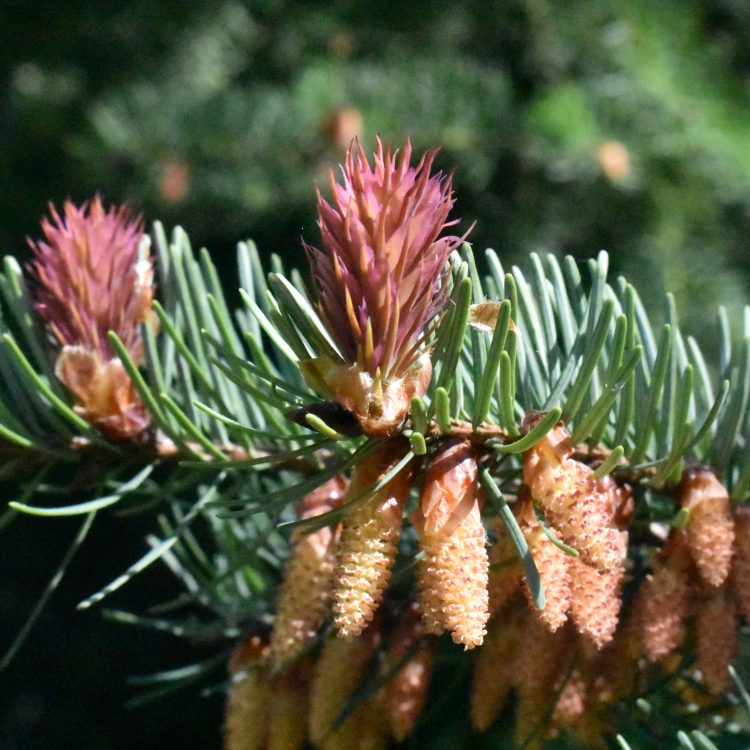 Pseudotsuga menziesii