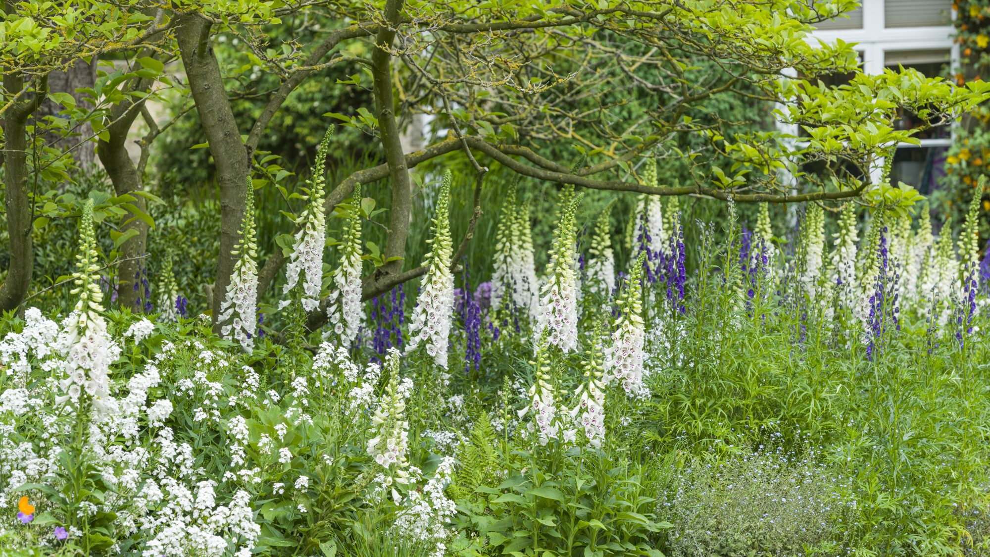A lush garden filled with white and purple foxglove flowers under the shade of sprawling trees. A building is partially visible in the background, framed by rich green foliage.