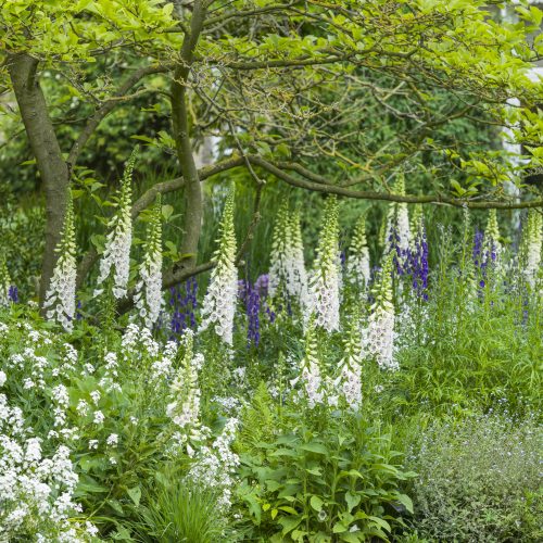 Bringing native plants into the garden for wildlife and colour