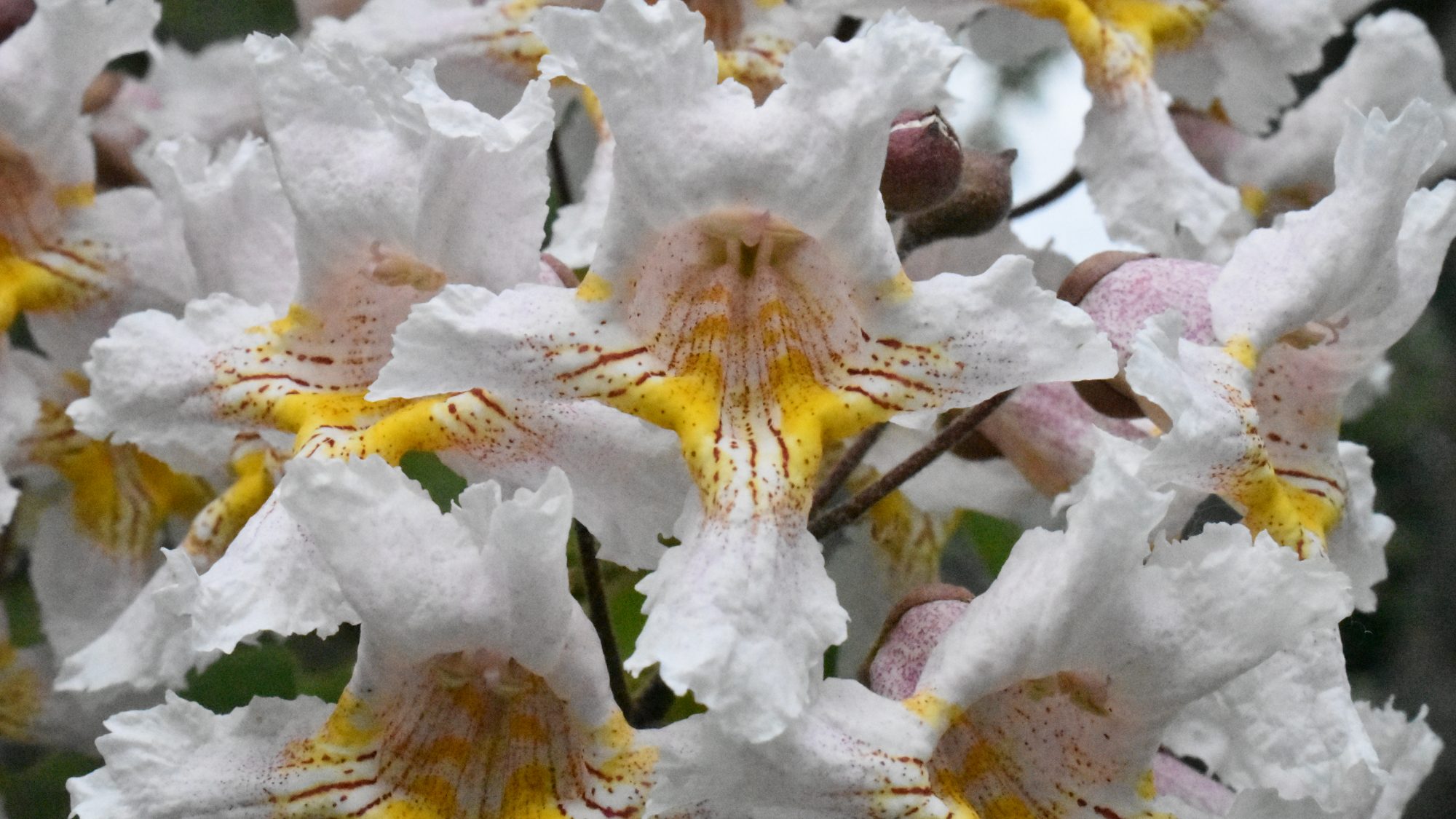 Large white, open, trumpet-shaped flowers with red and yellow speckling in throat.