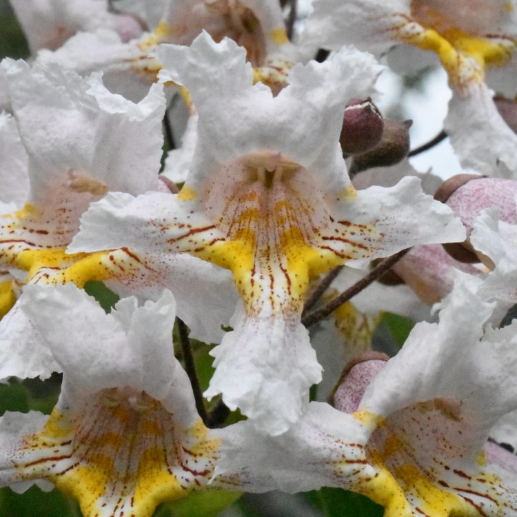 Catalpa bungei