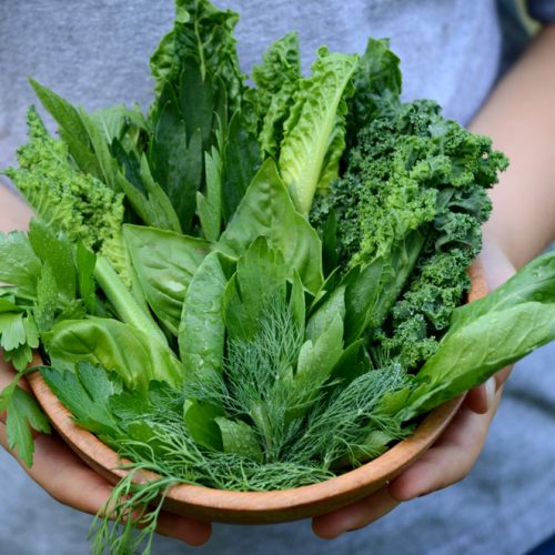 Helpful herbs family activity