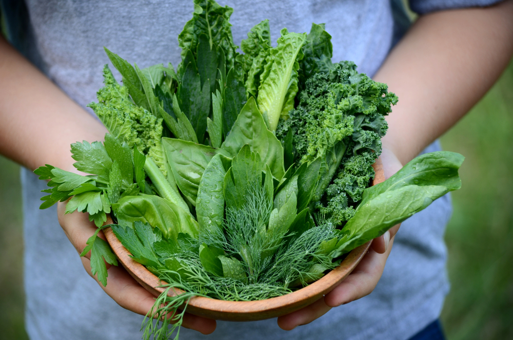 A child holding a bowl filled with various fresh green leaves, including kale, lettuce, and parsley.