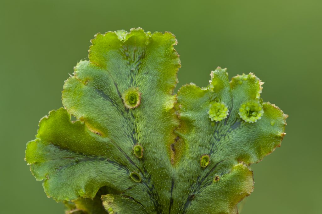A liverwort with cup-shaped gemmae containing tiny reproductive bodies