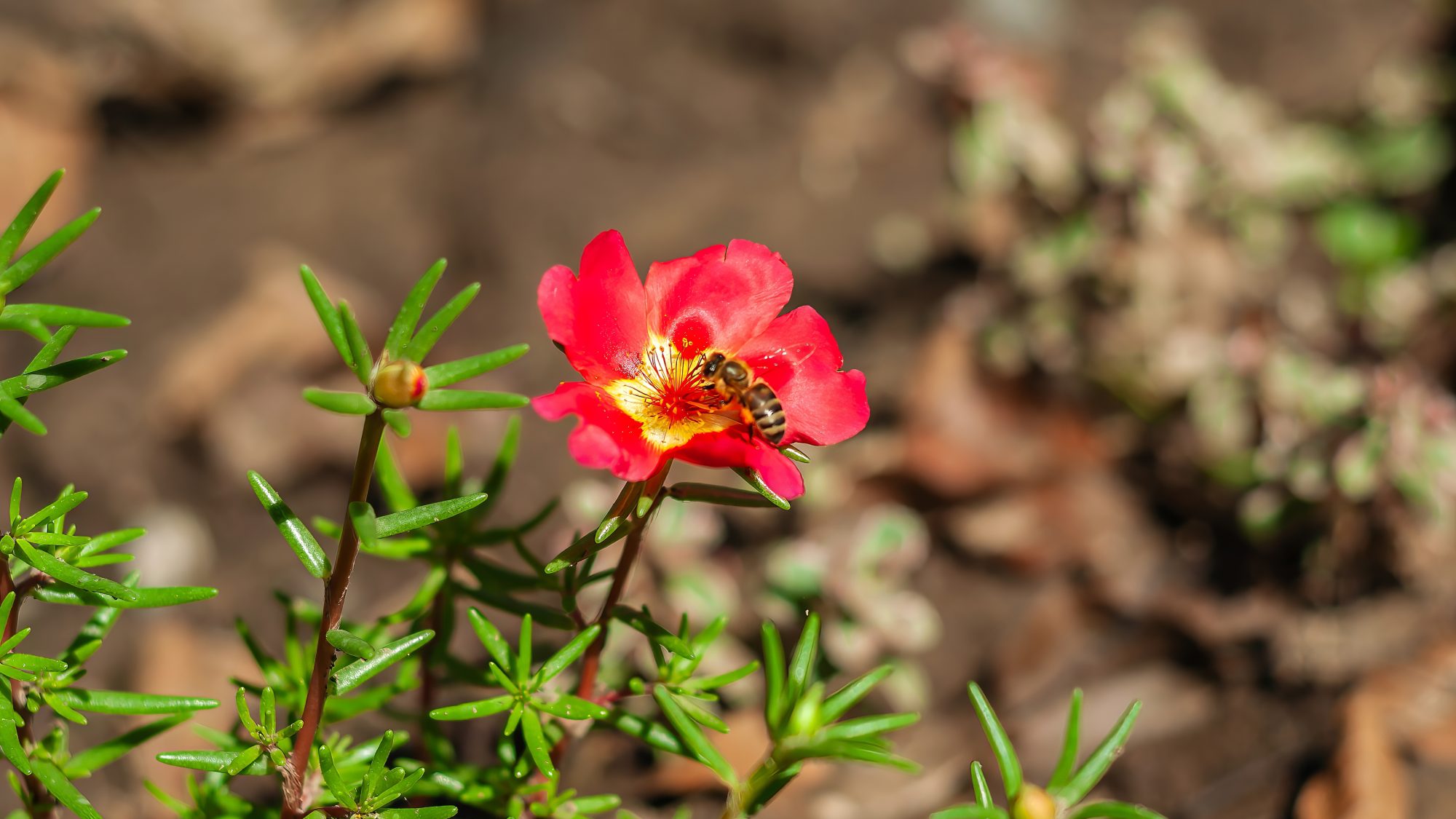 A bee gathering pollen from a red flower