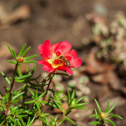 A 470 million year old blueprint for plant diversity is revealed