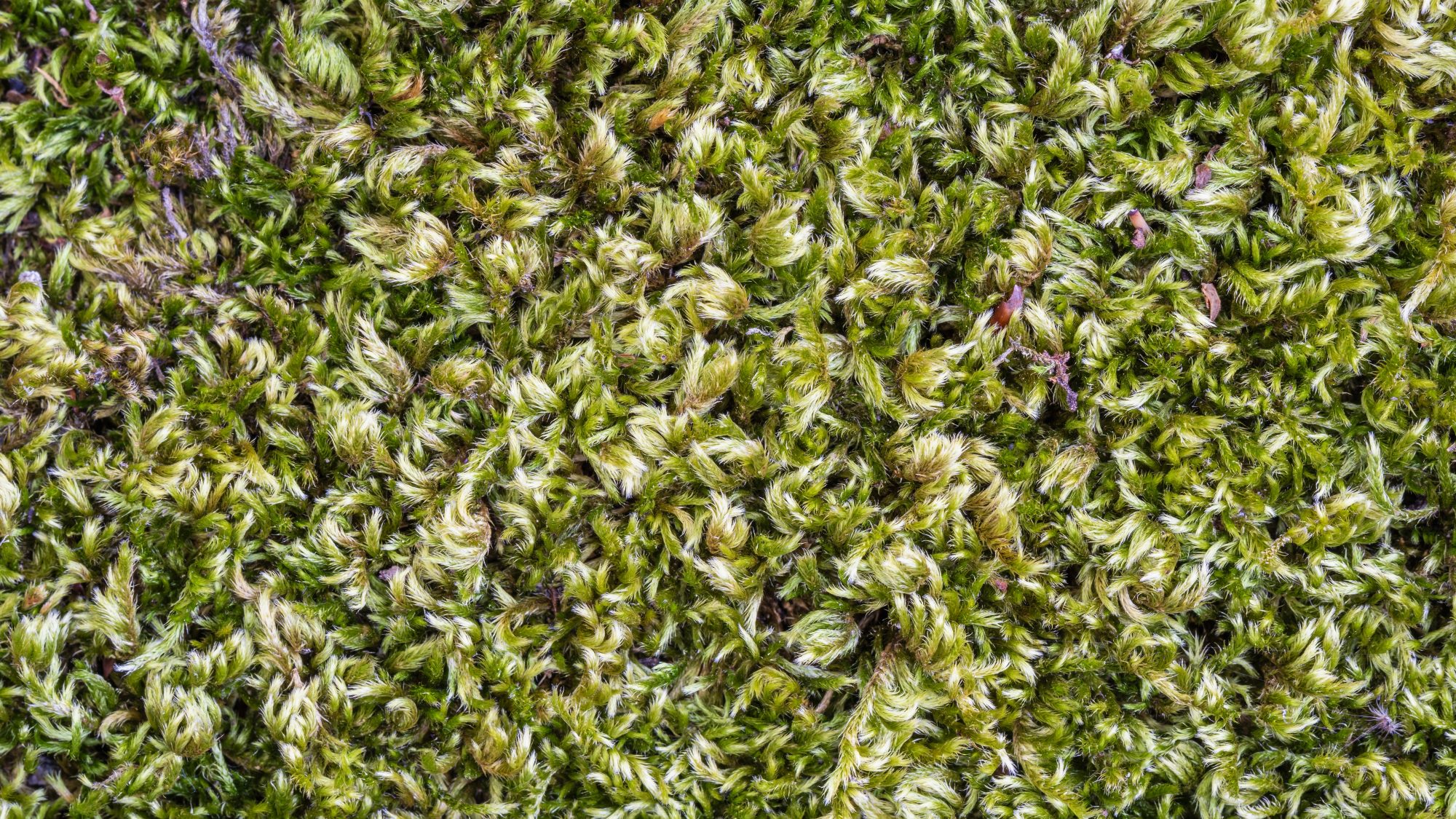 A moss made up of green star-shaped spirals.