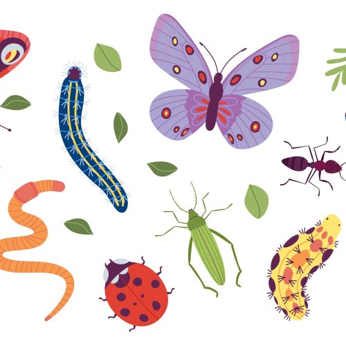 Marvellous minibeasts family activity