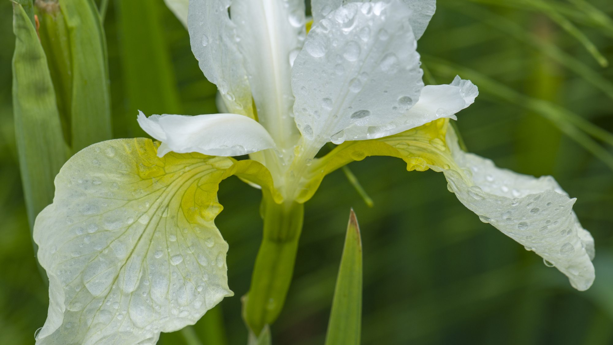 A white iris with droplets of water on its petals stands amidst green foliage.