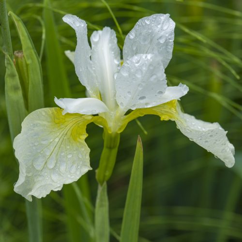 Whatever the Weather at Cambridge University Botanic Garden – new photography competition launches