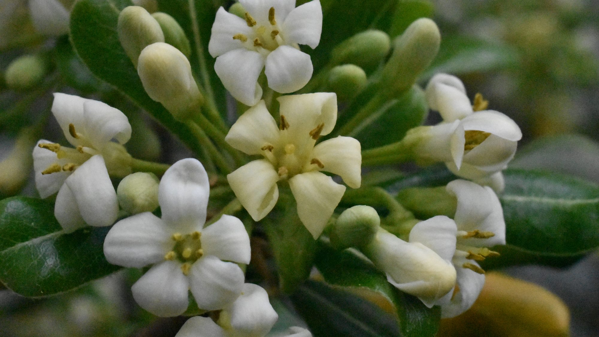 Cluster of cream and yellow flowers.