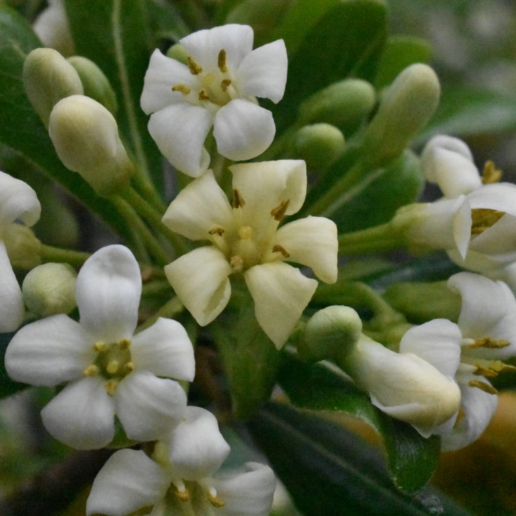 Pittosporum tobira