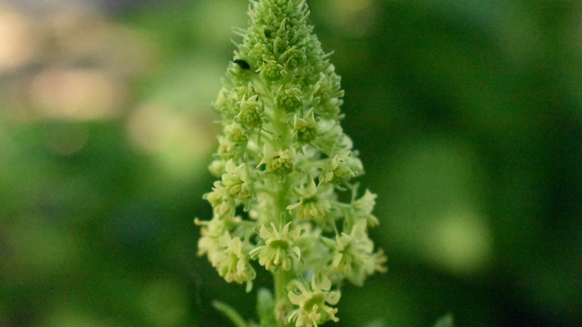 Spike of green-yellow flowers.
