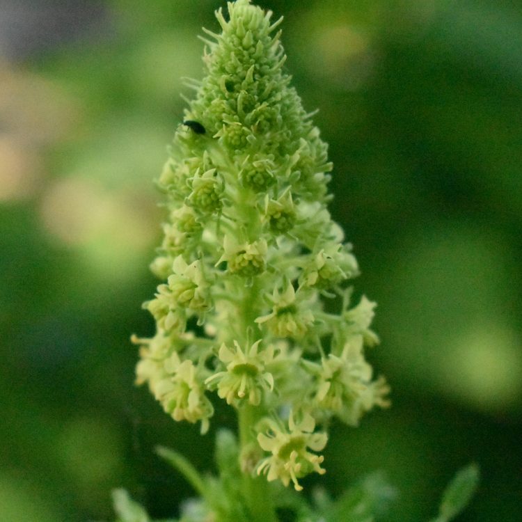 Reseda lutea