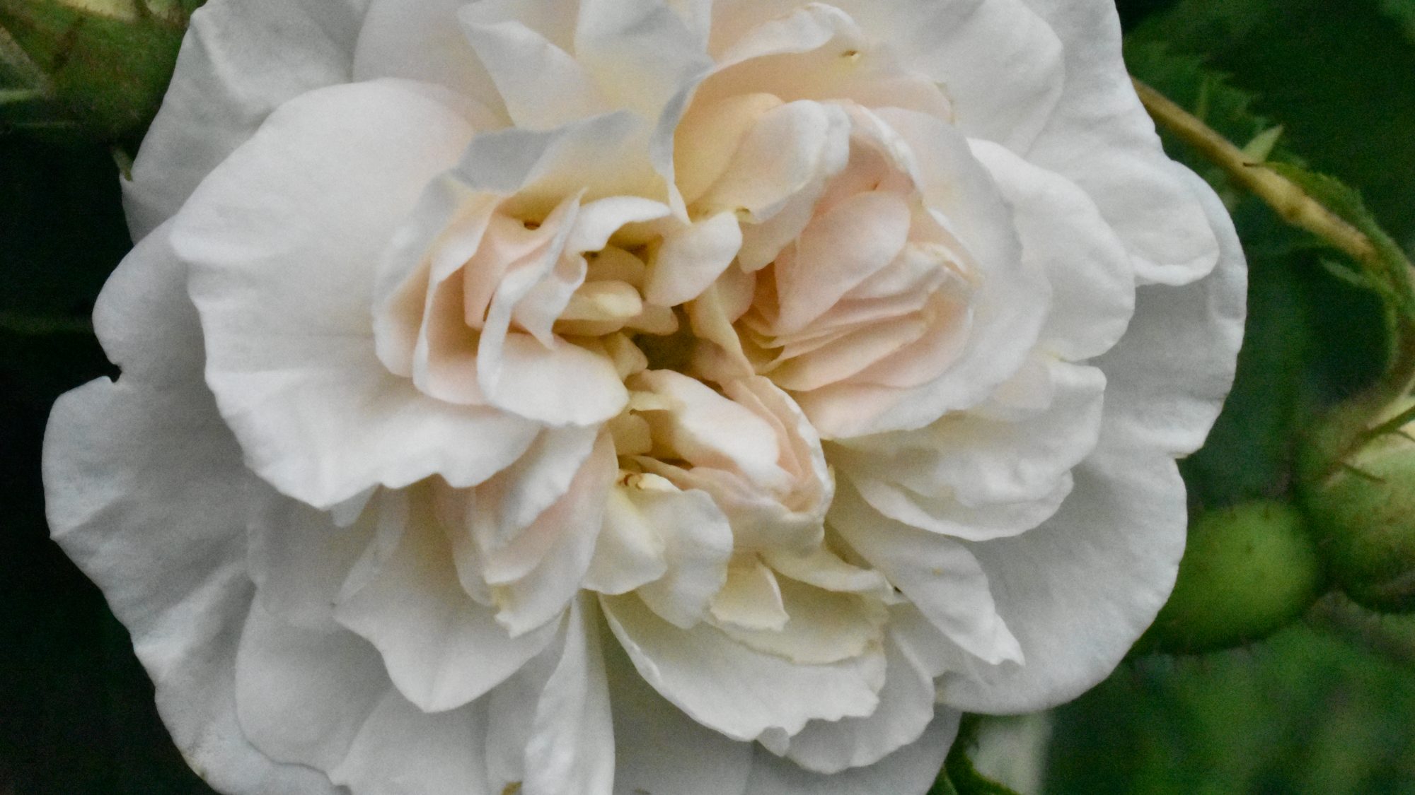 Blush tinted, double rose.