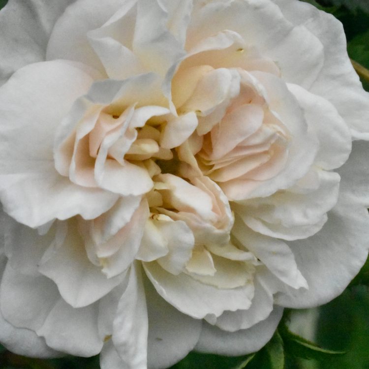Rosa x alba ‘Alba Maxima’