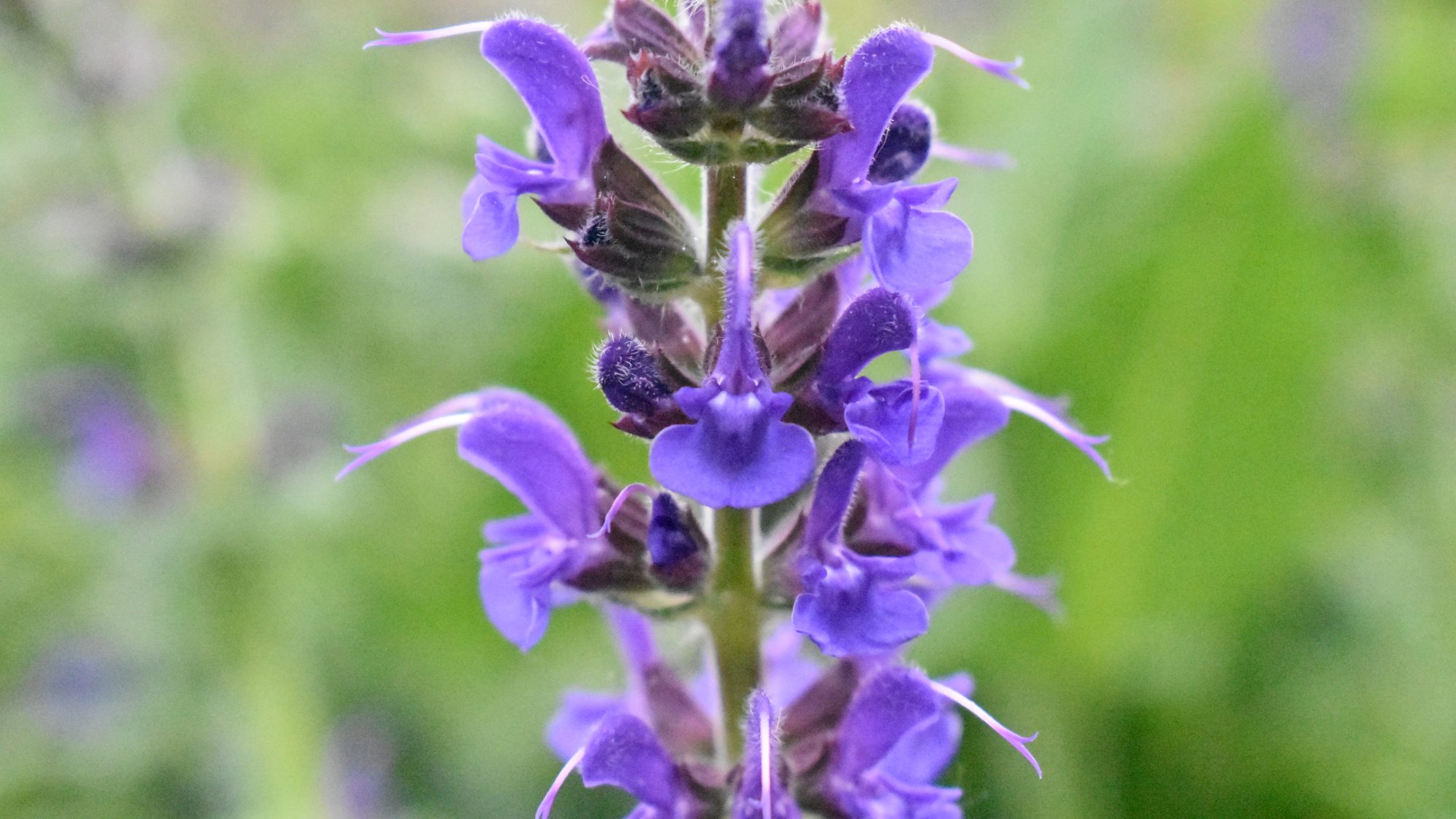 Spike of blue-purple, two-lipped flowers.