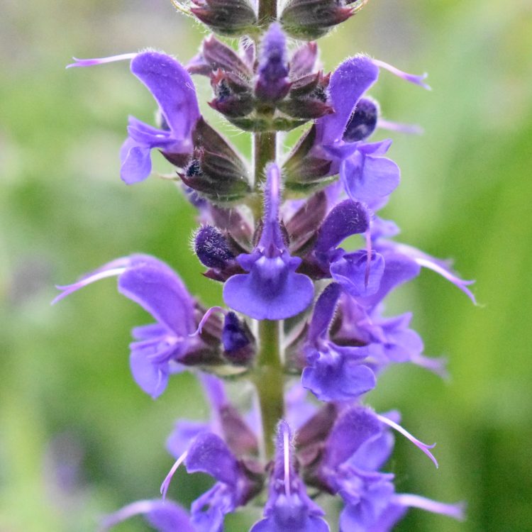 Salvia x sylvestris ‘Mainacht’