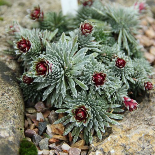 Saxifraga sempervivum