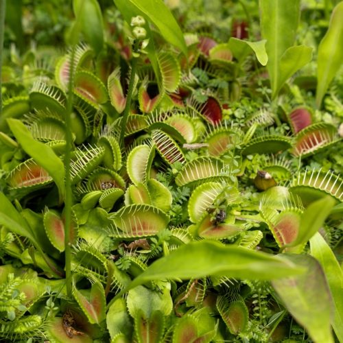 Cool carnivorous family activity