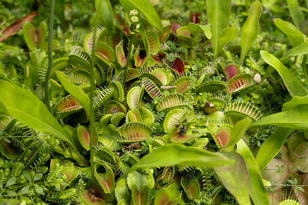 A cluster of Venus flytrap plants with open green and red leaves surrounded by various small green plants.