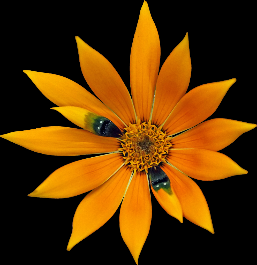 A vibrant orange flower with pointed petals, featuring dark markings at the base, against a black background.