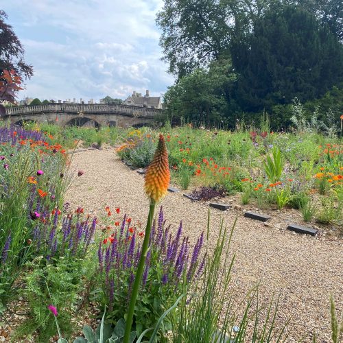 Friends’ Tour: Clare College Garden