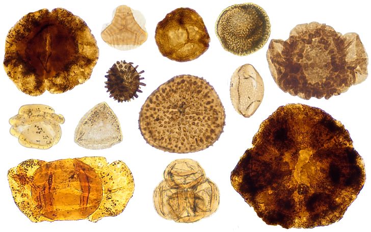 Photomicrographs of key age-diagnostic Triassic palynomorphs recorded in the study.
