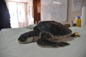 Tartaruga de Kemp (Lepidochelys kempii) no CRAM