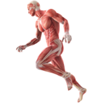 Img body Img body
