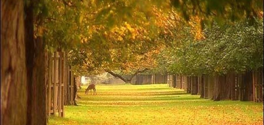 Bushy Park 10Km