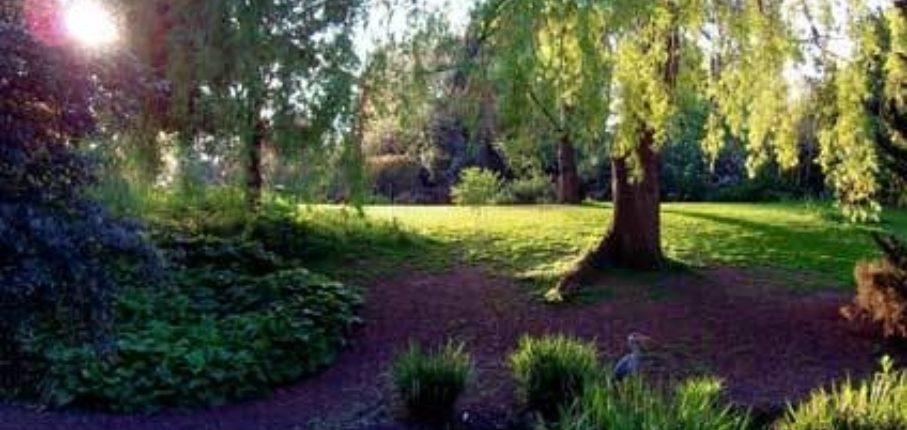 Peckham Rye Park 1