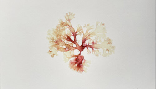 Seaweed pressing by Portia Knight — FortyTwo Studio brand, web and marketing agency.