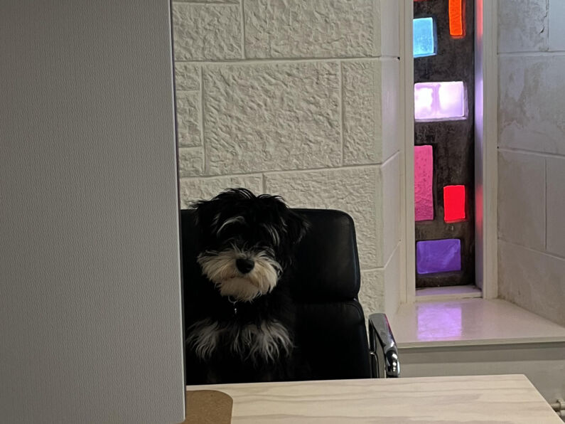 End of year review with Reggie the dog