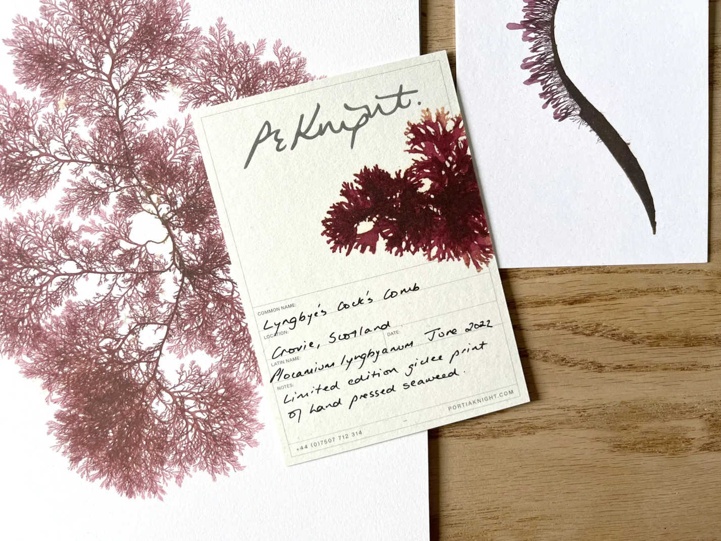 Portia Knight Labels