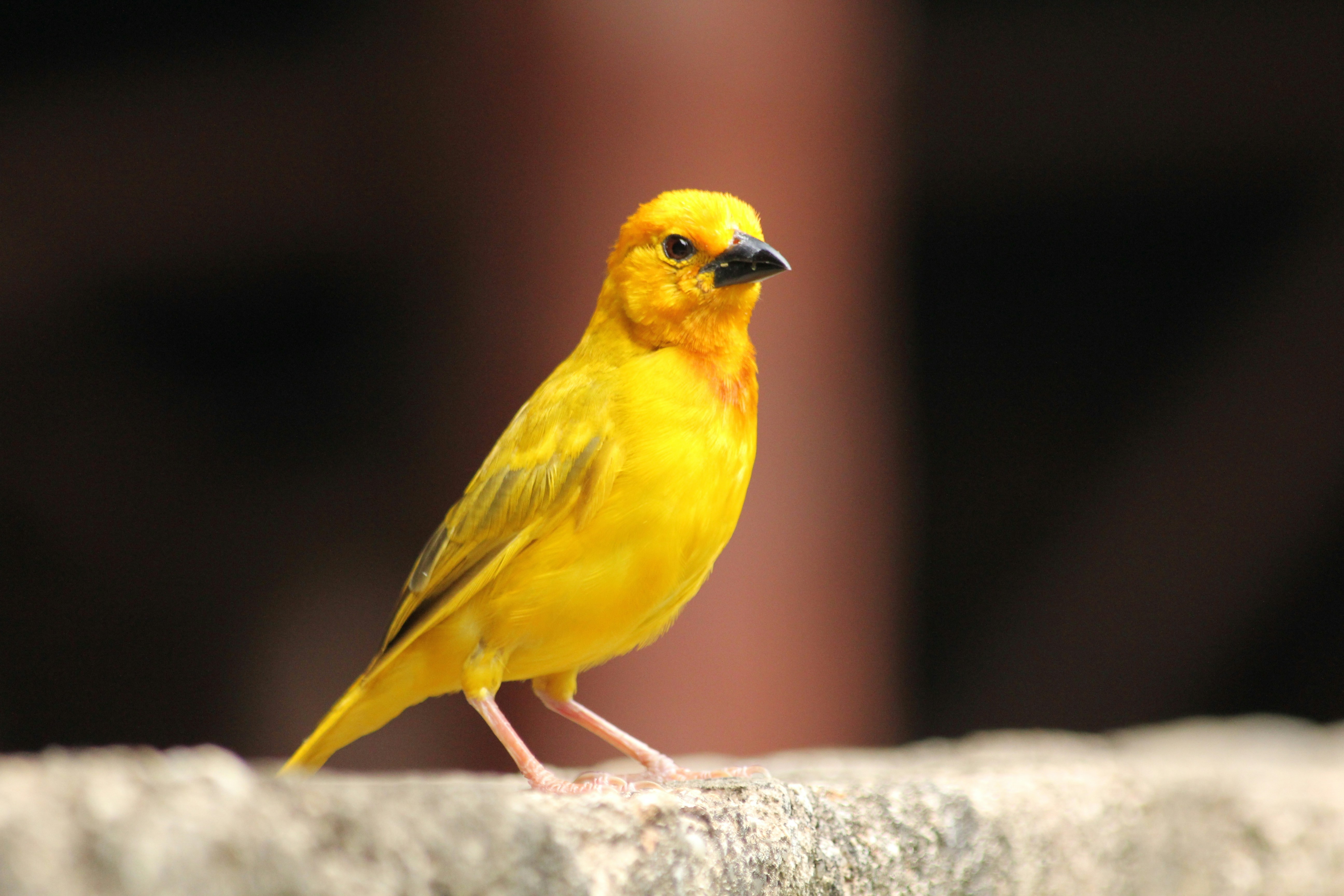 canaryIm