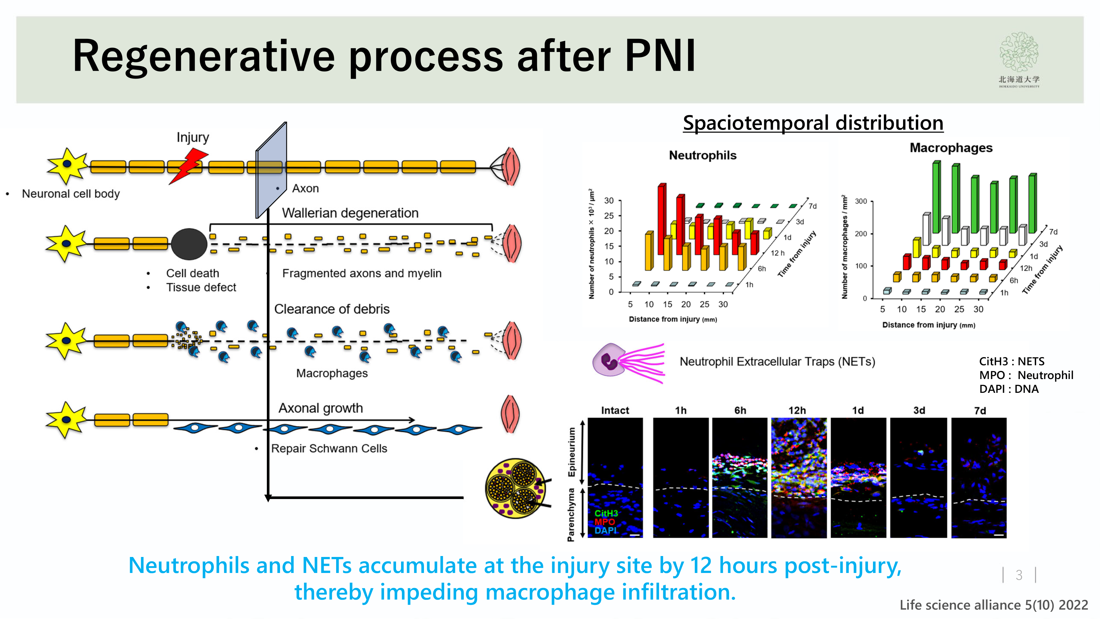 figure 2. - Figure 2: Schematic of the Mechanism of Action

Illustration summarizing the mechanism by which neutrophil-derived NETs block macrophage infiltration and delay nerve repair. Targeting NETs enhances macrophage entry and promotes axon regeneration.