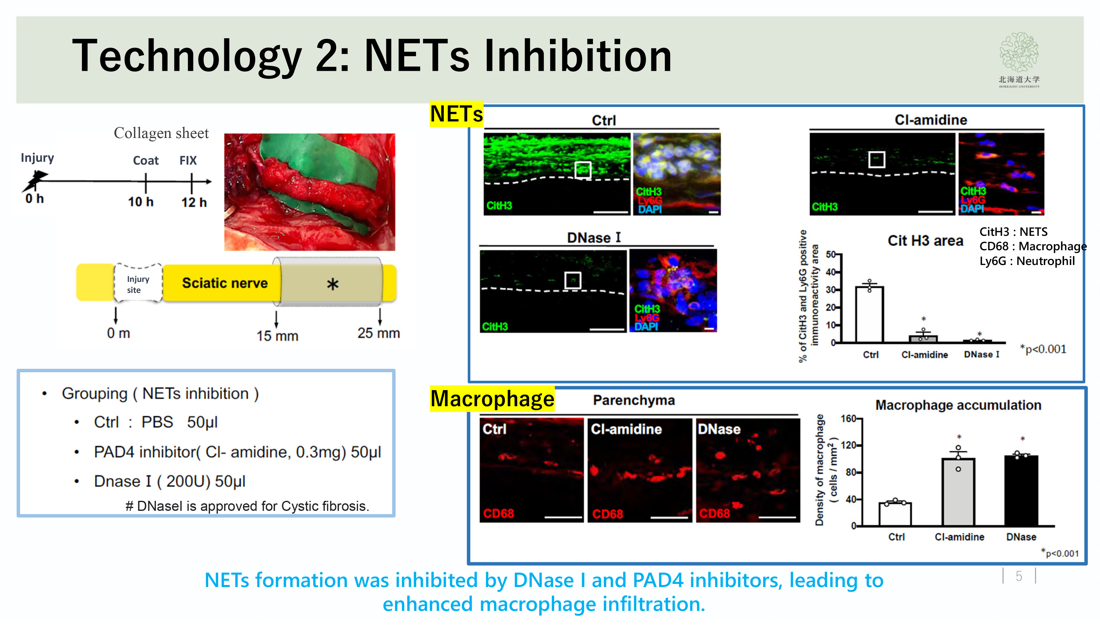figure 1. - Figure 1: Inhibition of NETs Enhances Macrophage Infiltration

Treatment with DNase I or a PAD4 inhibitor reduces NET formation and enhances macrophage infiltration into the parenchyma, promoting debris clearance.