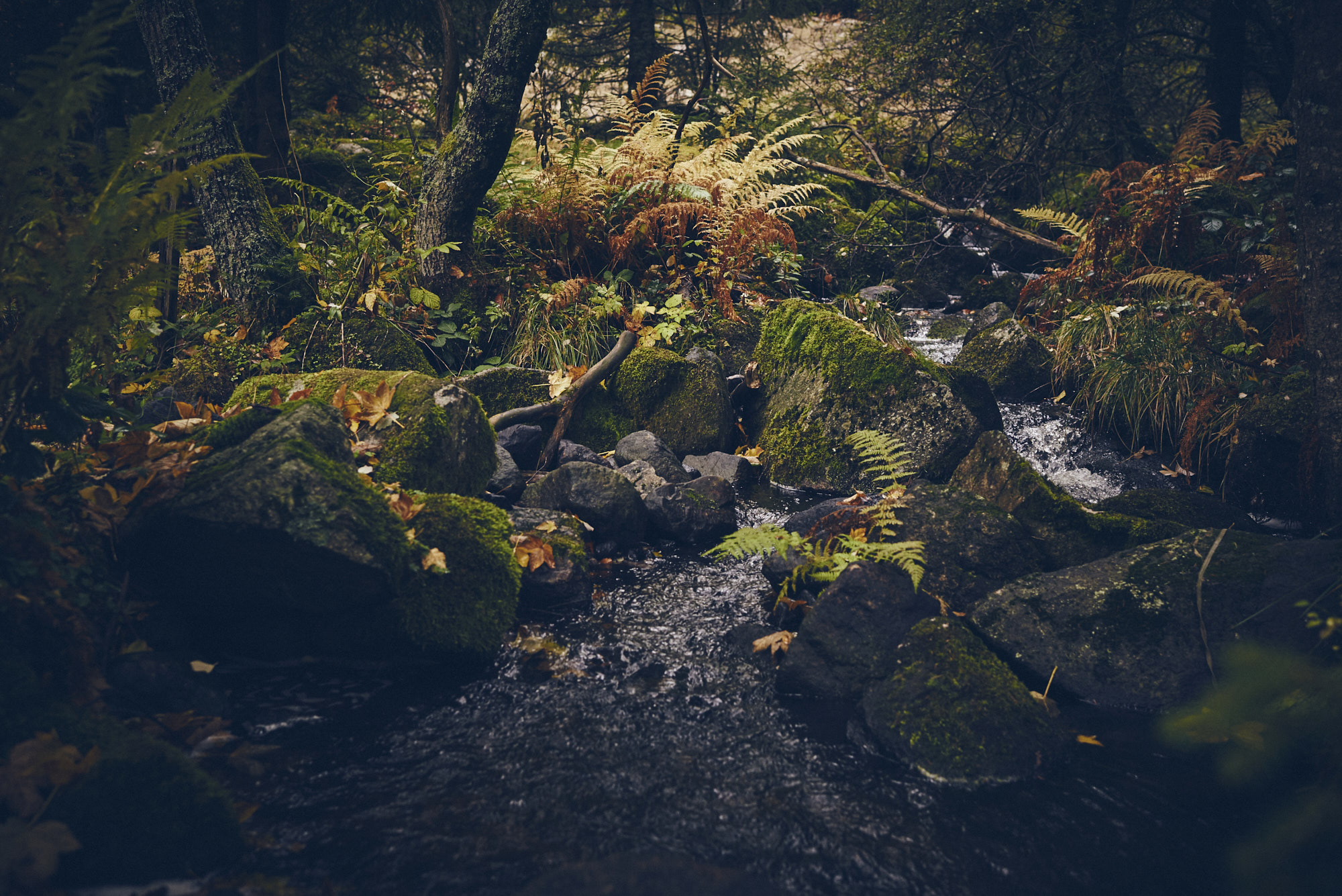 paul_masukowitz_15-10-23paul_masukowitz_15-10-23_DSC9559 Photo @ Paul Masukowitz