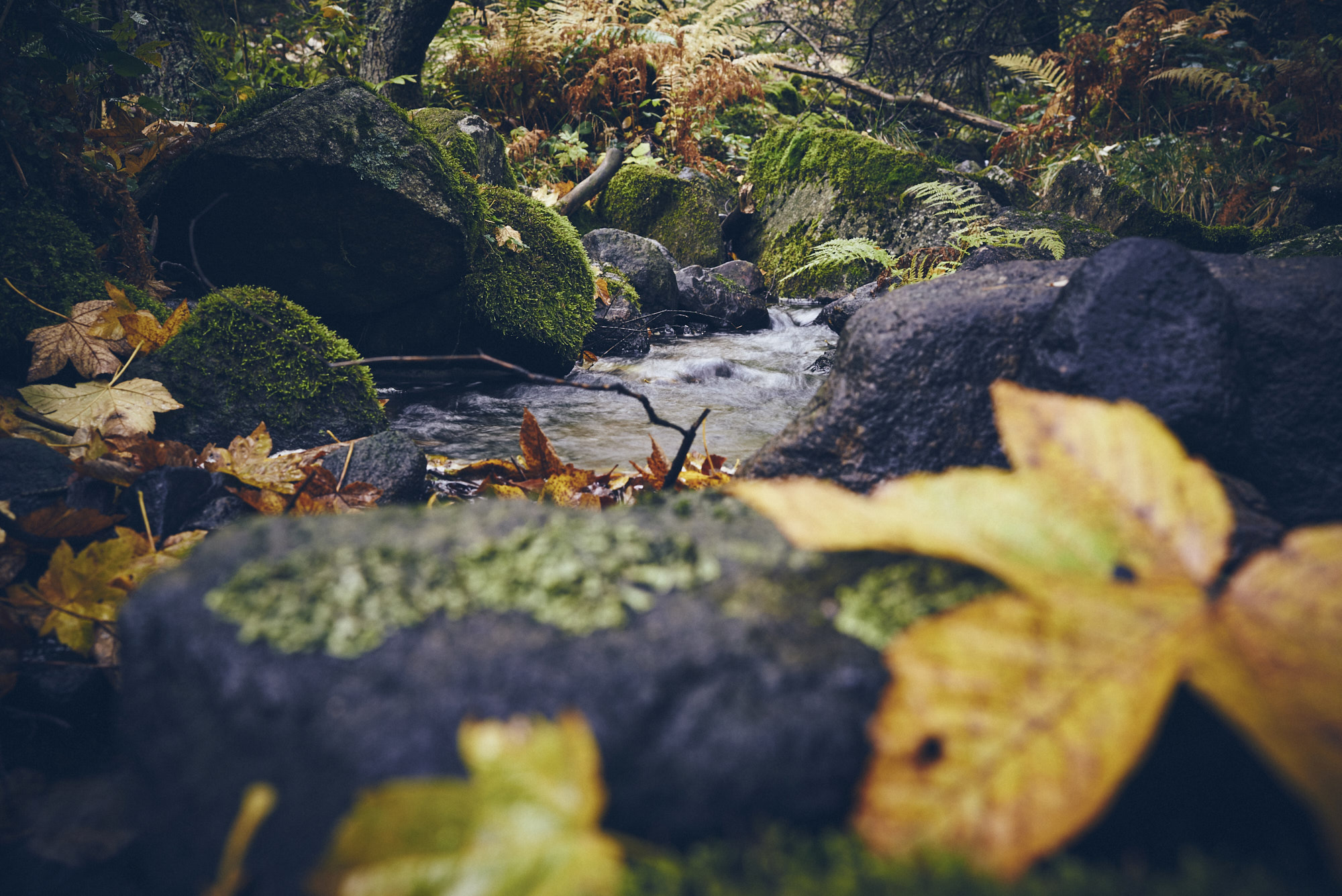 paul_masukowitz_15-10-23paul_masukowitz_15-10-23_DSC9560 1 Photo @ Paul Masukowitz