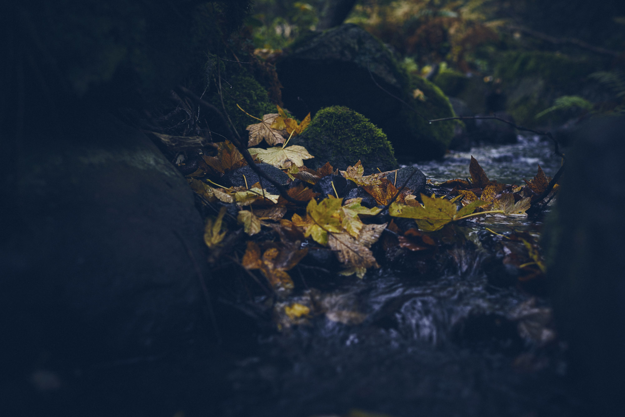 paul_masukowitz_15-10-23paul_masukowitz_15-10-23_DSC9565