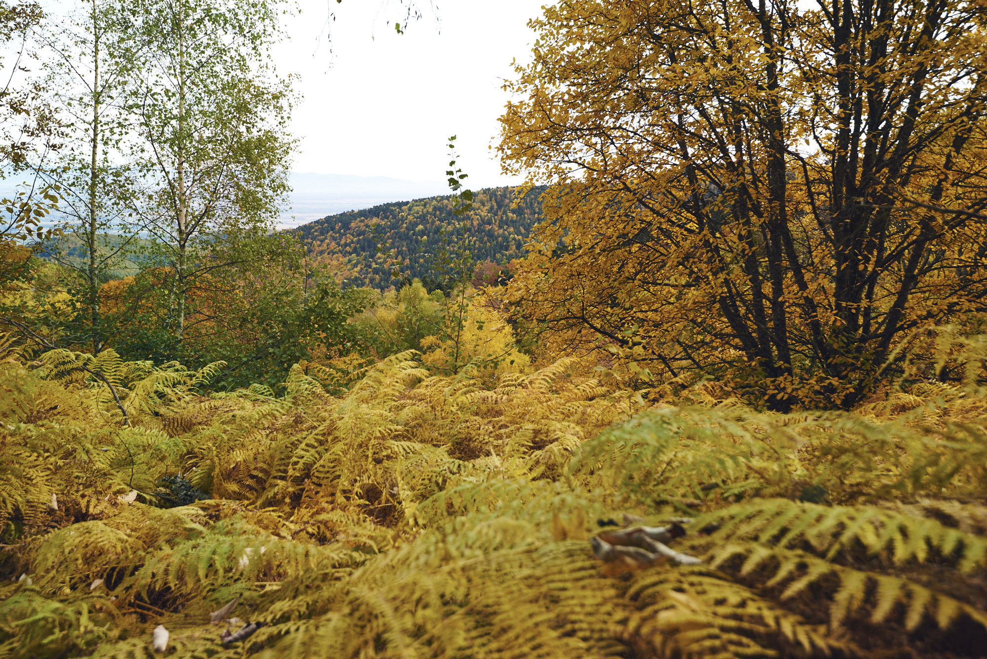 paul_masukowitz_15-10-24paul_masukowitz_15-10-24_DSC0832