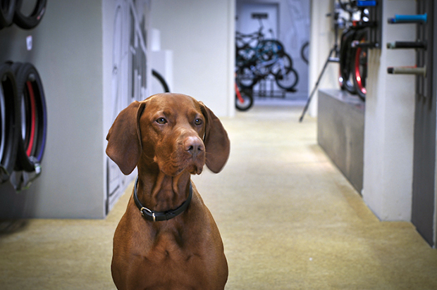 peoples store bmx shop köln