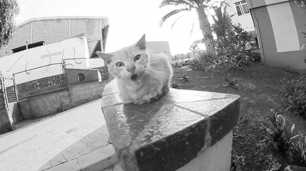 we ride kid bikes auf Spaniens Straßen. Zweieinhalb Minuten Sommergefühle und eine Katze im Video. Wenn das mal nichts ist?!