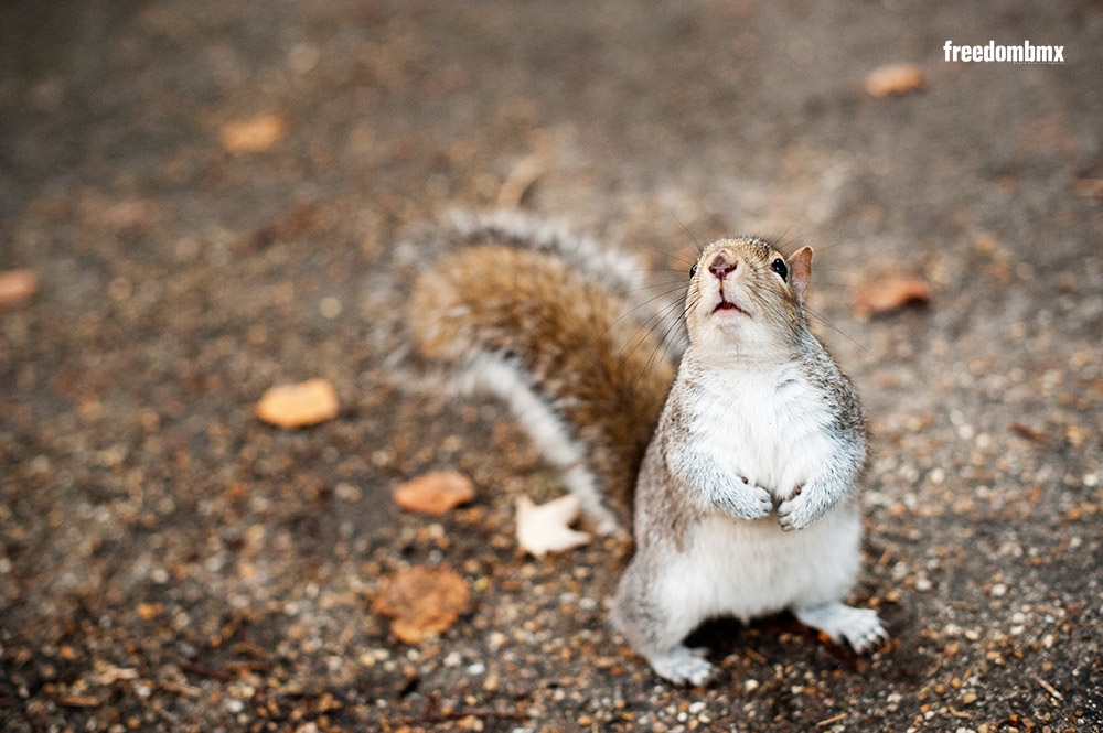 Eichhörnchen Martin Ohliger Lieblinge