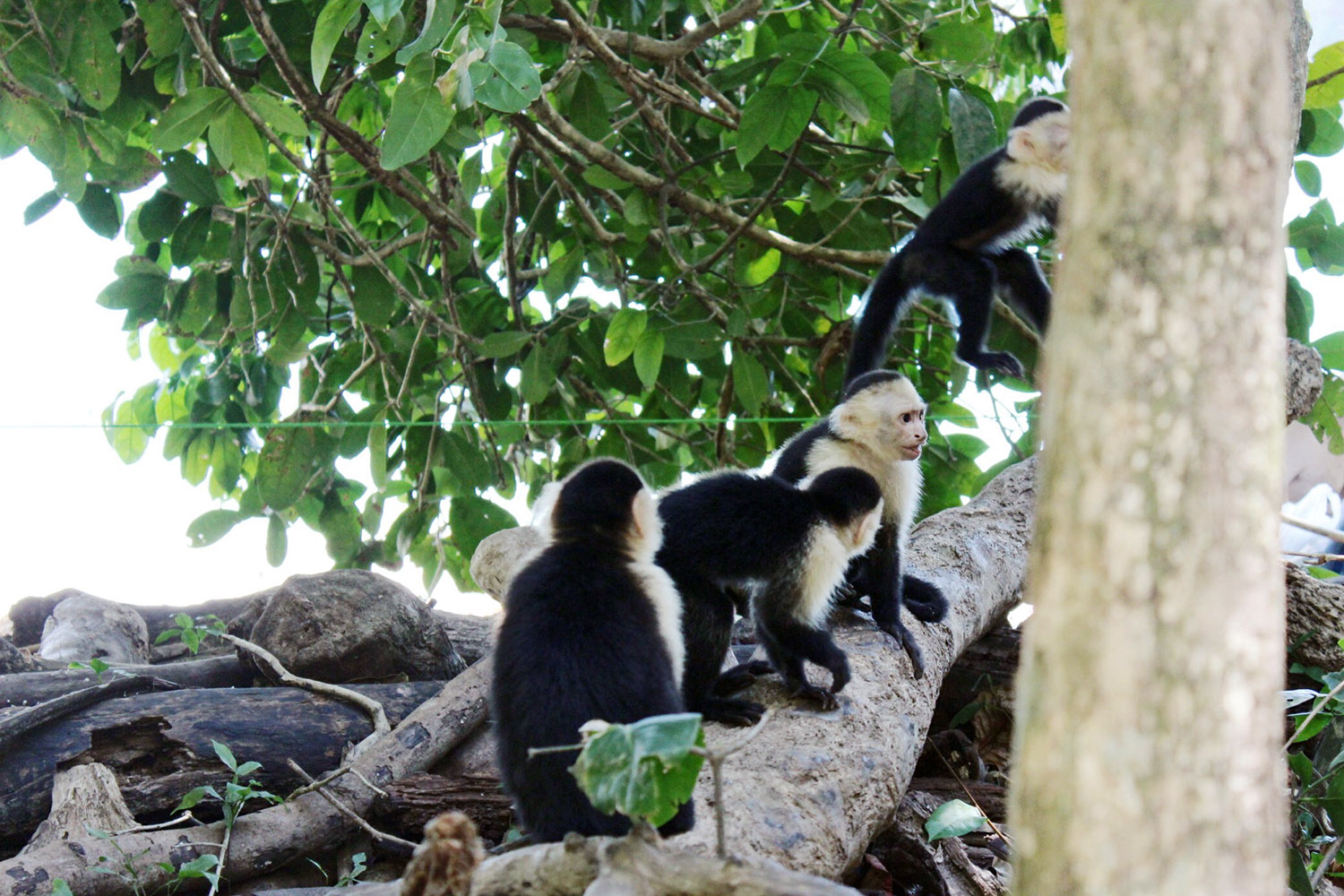 Manuel y Antonio National Park