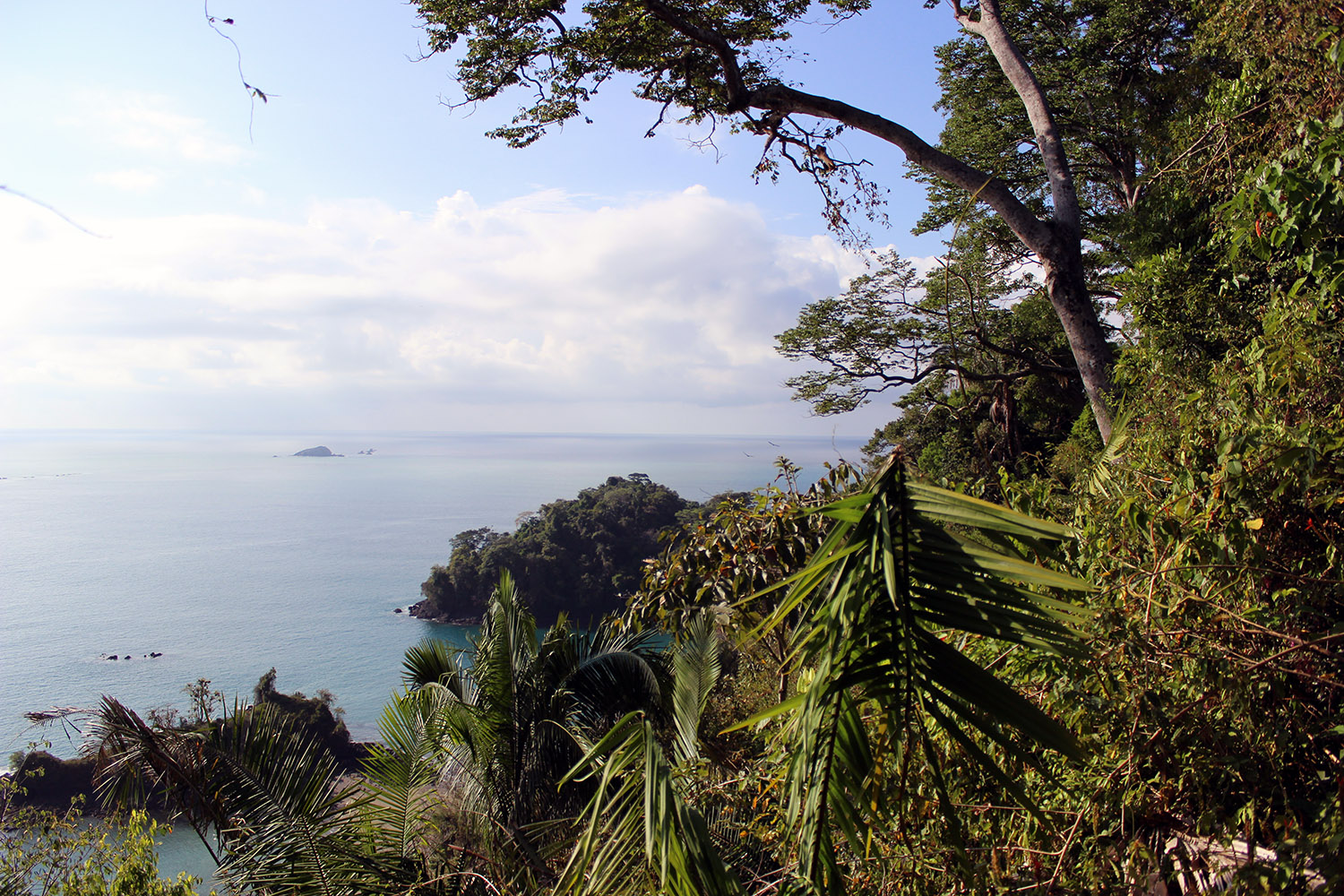 Welcome to the Jungle!