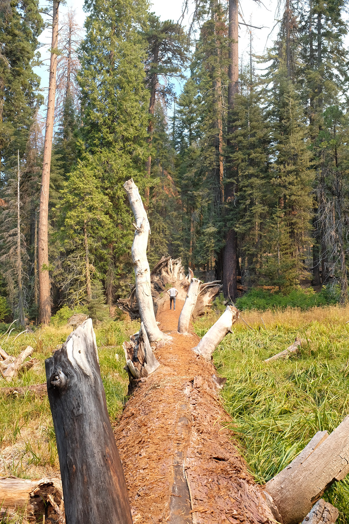 Mammutbaum vs. Manual Mike – Sequoia National Park, CA