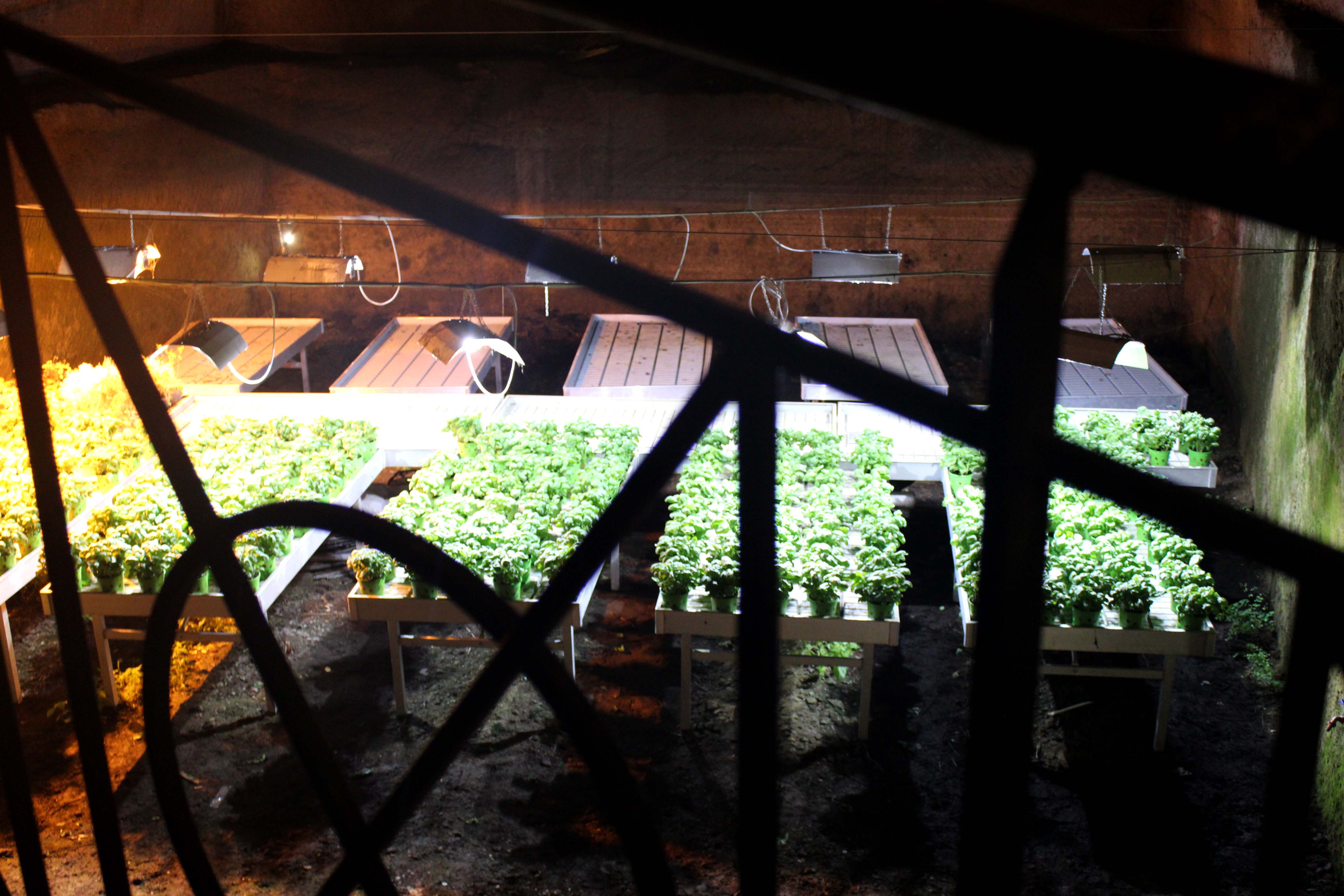 Basilikumplantage im Untergrund von Neapel. Foto: Martina Zollner